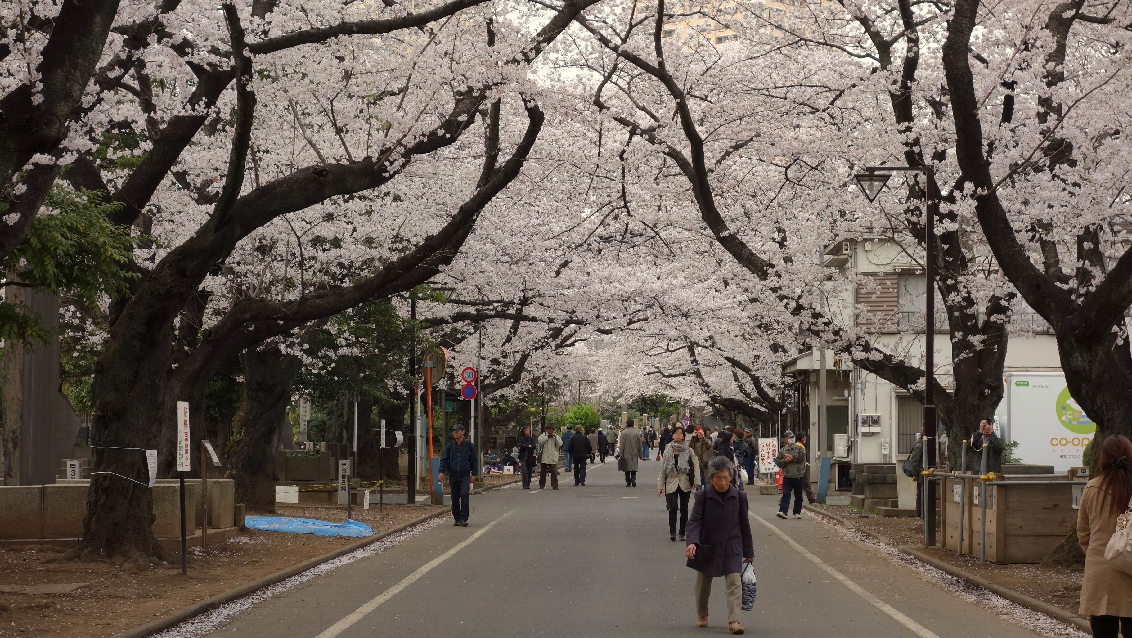 Yanaka Cemetery main avenue